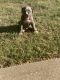 American Bully Puppies for sale in Kennesaw, GA, USA. price: $300