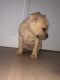 American Bully Puppies for sale in East Village, New York, NY, USA. price: NA