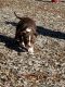 American Bully Puppies for sale in Mt Morris Township, MI, USA. price: NA