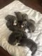 American Bully Puppies for sale in 801 Pecan St, Hammond, LA 70401, USA. price: NA
