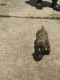 American Bully Puppies for sale in Cincinnati, OH, USA. price: NA