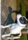 American Bully Puppies for sale in Harlingen, TX, USA. price: NA