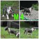 American Bully Puppies for sale in Richmond, KY, USA. price: NA