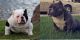 American Bully Puppies for sale in Manteca, CA, USA. price: NA