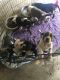 American Bully Puppies for sale in Dallas-Fort Worth Metropolitan Area, TX, USA. price: NA