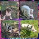 American Bully Puppies for sale in Culpeper County, VA, USA. price: NA
