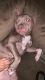 American Bully Puppies for sale in 4309 Gaston Ave, Dallas, TX 75246, USA. price: NA