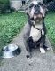 American Bully Puppies for sale in Lafayette, IN, USA. price: NA