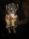 American Bully Puppies for sale in Lima, OH, USA. price: $1,000