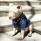 American Bully Puppies for sale in 2304 W 8th St, Brooklyn, NY 11223, USA. price: NA