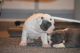 American Bully Puppies for sale in Conway, SC, USA. price: NA