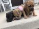 American Bully Puppies for sale in Macedonia, OH, USA. price: $1,000