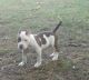 American Bully Puppies for sale in Palestine, TX, USA. price: NA