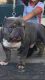 American Bully Puppies for sale in Ridgeland, SC 29936, USA. price: NA