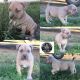 American Bully Puppies for sale in Belle Fourche, SD 57717, USA. price: NA