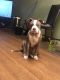 American Bully Puppies for sale in Park Forest, IL, USA. price: NA