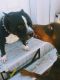 American Bully Puppies for sale in Wittenberg, WI 54499, USA. price: NA