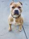 American Bully Puppies for sale in Elk Grove, CA 95624, USA. price: NA