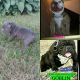 American Bully Puppies for sale in Willingboro, NJ, USA. price: $1,000
