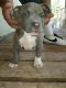 American Bully Puppies for sale in Albuquerque, NM 87121, USA. price: NA