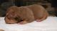 American Bully Puppies for sale in Vicksburg, MS 39180, USA. price: NA