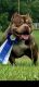 American Bully Puppies for sale in Petersburg, VA, USA. price: NA