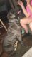 American Bully Puppies for sale in 582 Olive Rd, Trotwood, OH 45426, USA. price: NA