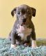 American Bully Puppies for sale in Woodland Dr, Warner Robins, GA 31088, USA. price: NA