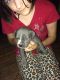 American Bully Puppies for sale in Susquehanna, PA 18847, USA. price: $250