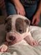 American Bully Puppies for sale in Lawrence, KS, USA. price: NA