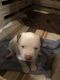 American Bully Puppies for sale in Eldorado, TX 76936, USA. price: NA