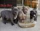 American Bully Puppies for sale in Thornton, CO, USA. price: NA