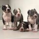 American Bully Puppies for sale in McFarland, CA 93250, USA. price: NA