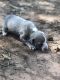 American Bully Puppies for sale in Monroe, GA, USA. price: NA