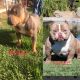 American Bully Puppies for sale in Ceres, CA, USA. price: NA