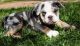 American Bully Puppies for sale in Winchester, VA 22601, USA. price: NA