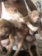 American Bully Puppies for sale in Starkville, MS 39759, USA. price: NA