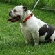 American Bully Puppies for sale in Streamwood, IL 60107, USA. price: NA