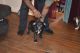 American Bully Puppies for sale in Elizabeth City, NC 27909, USA. price: NA