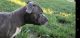 American Bully Puppies for sale in Mt Healthy, OH 45231, USA. price: $600