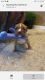 American Bully Puppies for sale in 3729 Avenue K, Fort Worth, TX 76105, USA. price: NA