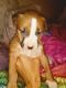 American Bully Puppies for sale in Keller, TX, USA. price: NA