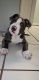 American Bully Puppies for sale in 172 NE 169th St, North Miami Beach, FL 33162, USA. price: NA