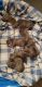American Bully Puppies for sale in Brighton, CO, USA. price: NA