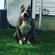 American Bully Puppies for sale in Perrysburg, OH 43551, USA. price: NA
