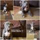 American Bully Puppies for sale in Chandler, AZ, USA. price: NA