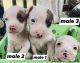 American Bully Puppies for sale in Festus, MO 63028, USA. price: $300