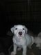 American Bully Puppies for sale in Roland, IA 50236, USA. price: $100
