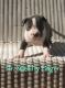 American Bully Puppies for sale in Silver Spring, MD, USA. price: $2,000