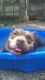 American Bully Puppies for sale in New Rochelle, NY, USA. price: $1,000